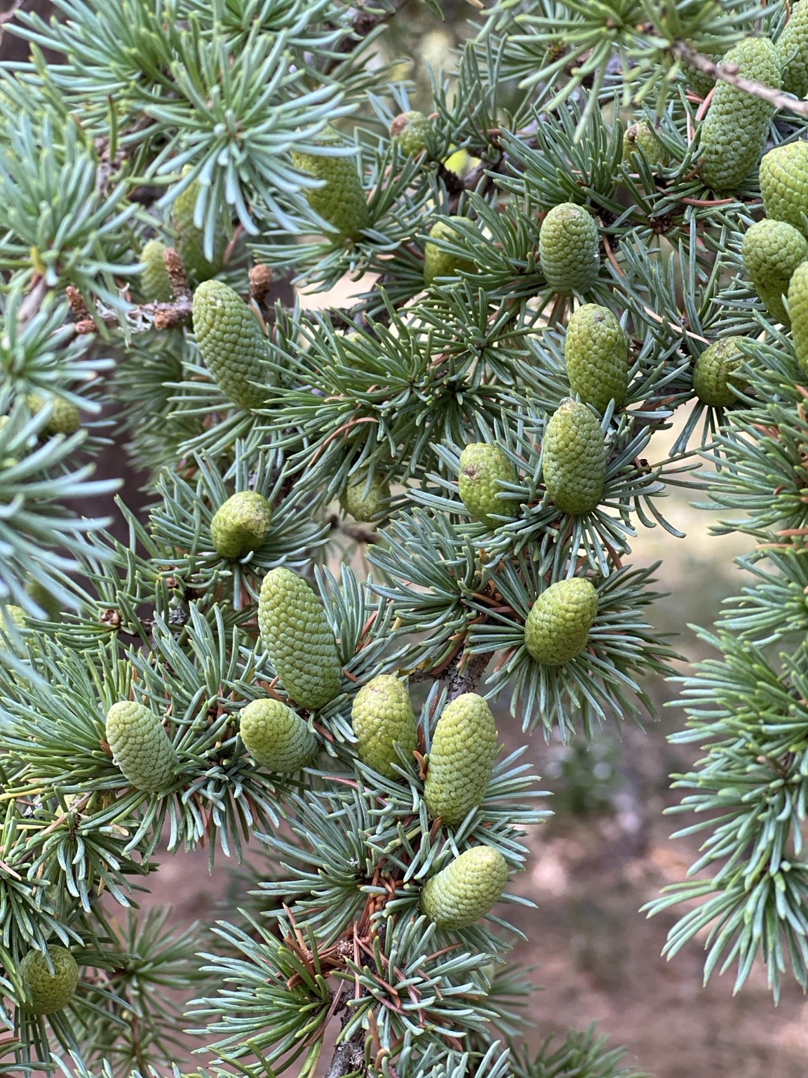 C&egrave;dre et d&eacute;tail v&eacute;g&eacute;tal dans le parc